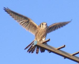 American Kestrel Falcons