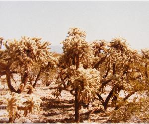 Arizona Sonoran Desert