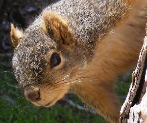 Fox Squirrels