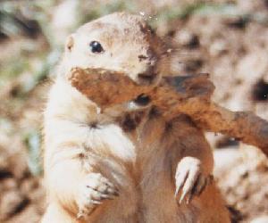 Prairie Dogs