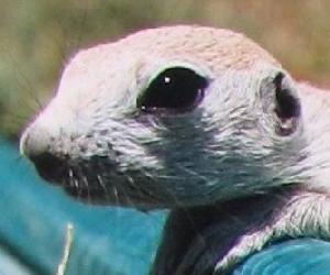 Round-Tailed Ground Squirrels